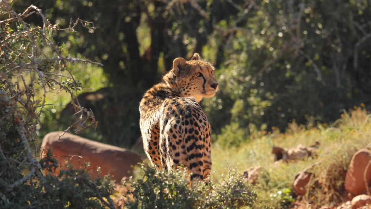 Mount Camdeboo Private Game Reserve By Newmark Ґраафф-Рейнет Екстер'єр фото